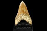 Serrated, Lower, Fossil Megalodon Tooth - Indonesia #149850-2